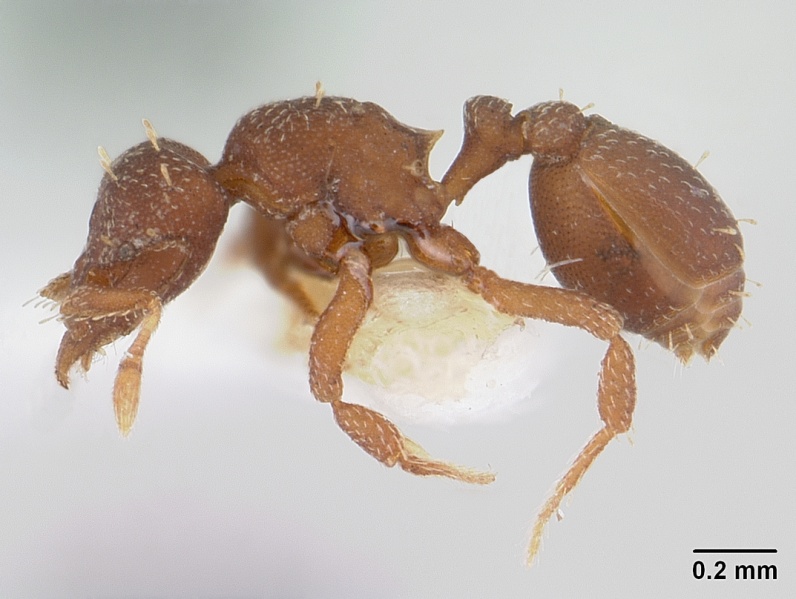 File:Octostruma balzani casent0178000 profile 1.jpg