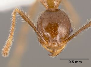 Pheidole fervens casent0005780 head 1.jpg