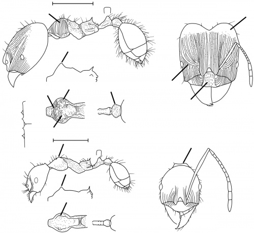 Pheidole gibba Wilson 2003.jpg