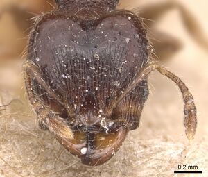 Pheidole nigella casent0904426 h 1 high.jpg