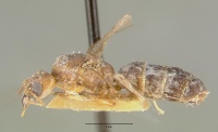 Philidris pubescens castype06971 profile 1.jpg
