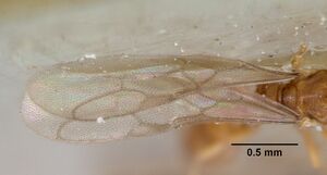 Prionopelta punctulata casent0172312 profile 2.jpg