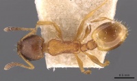 Temnothorax nadigi casent0907572 d 1 high.jpg