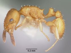 Temnothorax terrigena casent0104775 profile 1.jpg