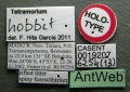 Tetramorium hobbit casent0019207 l 1 high.jpg