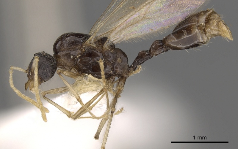 File:Tetramorium venator casent0901037 p 1 high.jpg