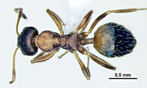 Wachkoo, A.A., Bharti, H. et al. 2021. Taxonomic review of the ant genus Lepisiota from India (10.20363@BZB-2021.70.2.227), Fig. 30.jpg
