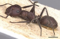 Camponotus badius casent0901897 p 1 high.jpg