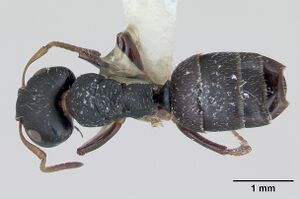 Camponotus bidens jtlc000000474 dorsal 1.jpg