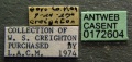 Camponotus castaneus casent0172604 label 1.jpg