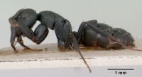 Camponotus edmondi casent0101384 profile 1.jpg