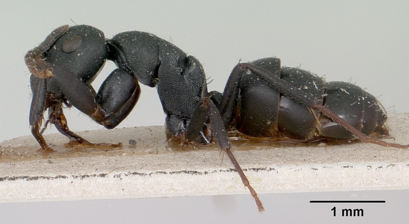 File:Camponotus edmondi casent0101384 profile 1.jpg