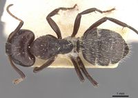 Camponotus foraminosus casent0910477 d 1 high.jpg