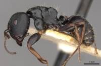 Camponotus hedwigae casent0910738 p 1 high.jpg