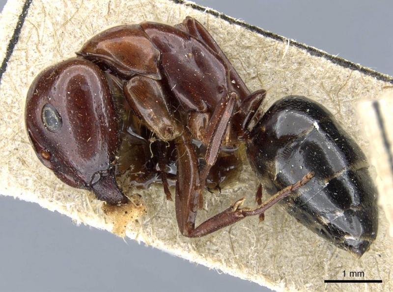 File:Camponotus lameerei casent0905399 p 1 high.jpg