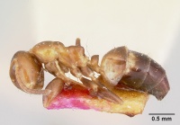 Camponotus pylartes casent0103237 profile 1.jpg