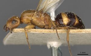 Camponotus vitreus casent0910608 p 1 high.jpg