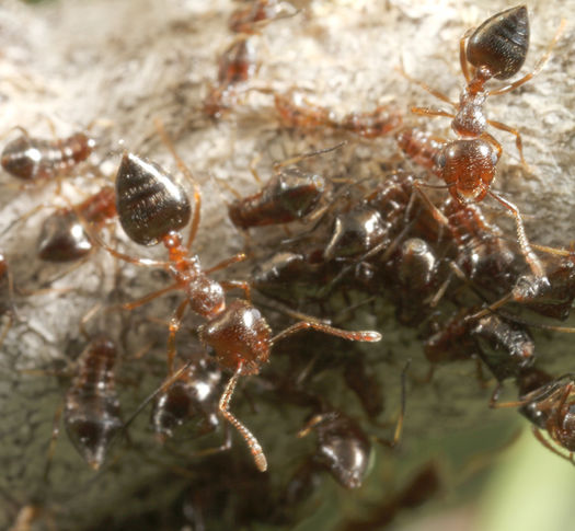 Crematogaster navajoa - AntWiki