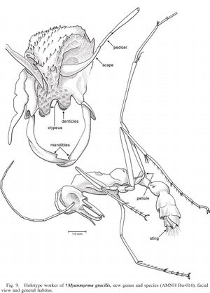 Engel & Grimaldi 2005-15Myanmyrma-gracilis.jpg