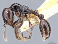 Monomorium edentatum casent0904569 p 1 high.jpg