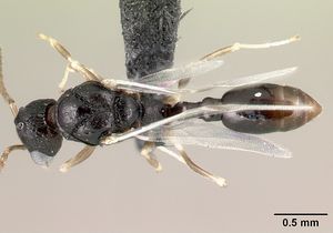 Nesomyrmex rugosus casent0121890 d 1 high.jpg