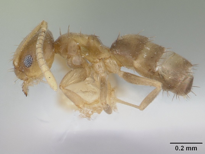 File:Paraparatrechina gnoma casent0178758 p 1 high.jpg