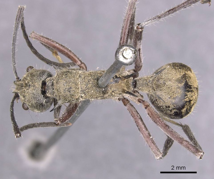 File:Polyrhachis reclinata casent0905824 d 1 high.jpg