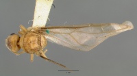 Pseudolasius pallidus castype06974 dorsal 1.jpg