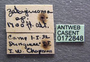 Tapinoma williamsi casent0172848 label 1.jpg