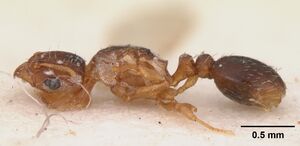 Tetramorium caldarium casent0102358 profile 1.jpg