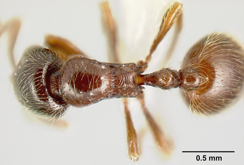 File:Adelomyrmex brenesi jtlc000003382 dorsal 1.jpg