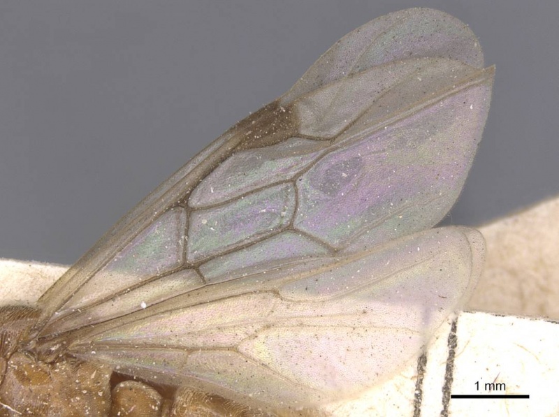 File:Aenictus alluaudi rmcaent000017718 p 2 high.jpg