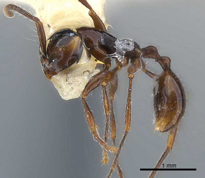 File:Aenictus luzoni casent0217378 p 1 high.jpg