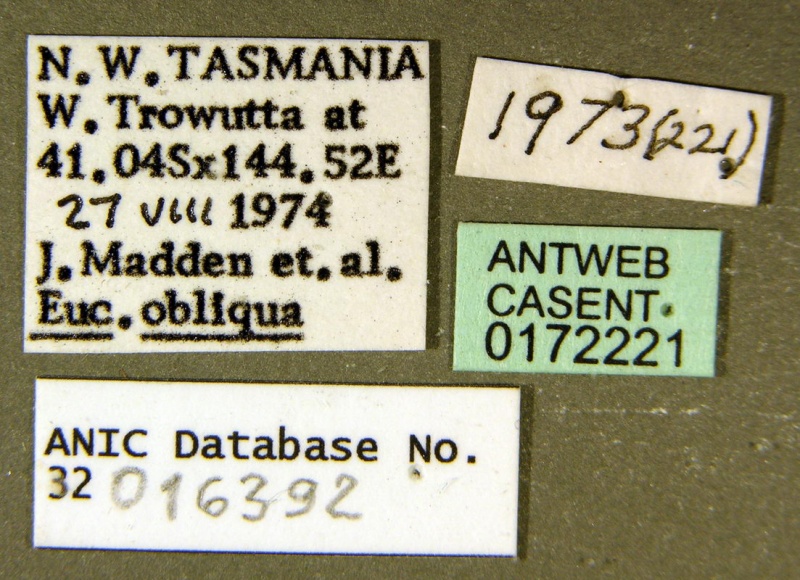 File:Amblyopone punctulata ANIC32-016392 labels CAS0172221-Antwiki.jpg