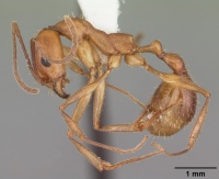 Aphaenogaster floridana casent0103583 profile 1.jpg