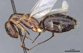Camponotus leptocephalus casent0905503 p 1 high.jpg