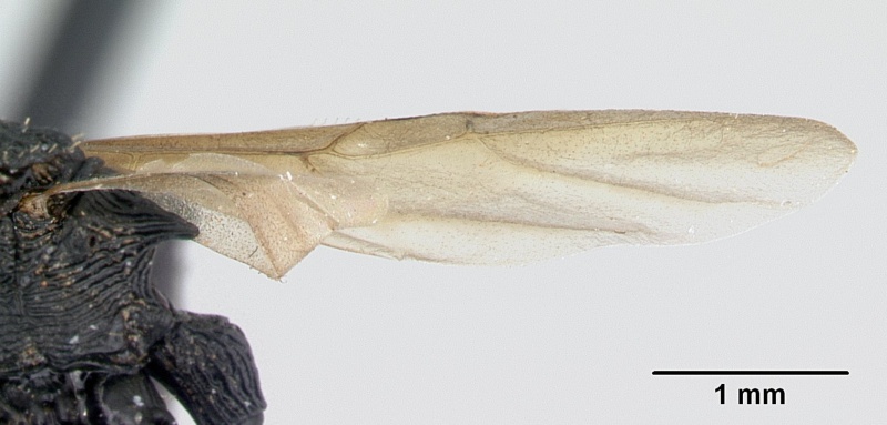 File:Cataulacus wasmanni casent0498381 profile 2.jpg