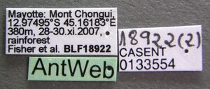 Cerapachys biroi casent0133554 label 1.jpg