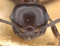 Crematogaster lamottei casent0913614 h 1 high.jpg