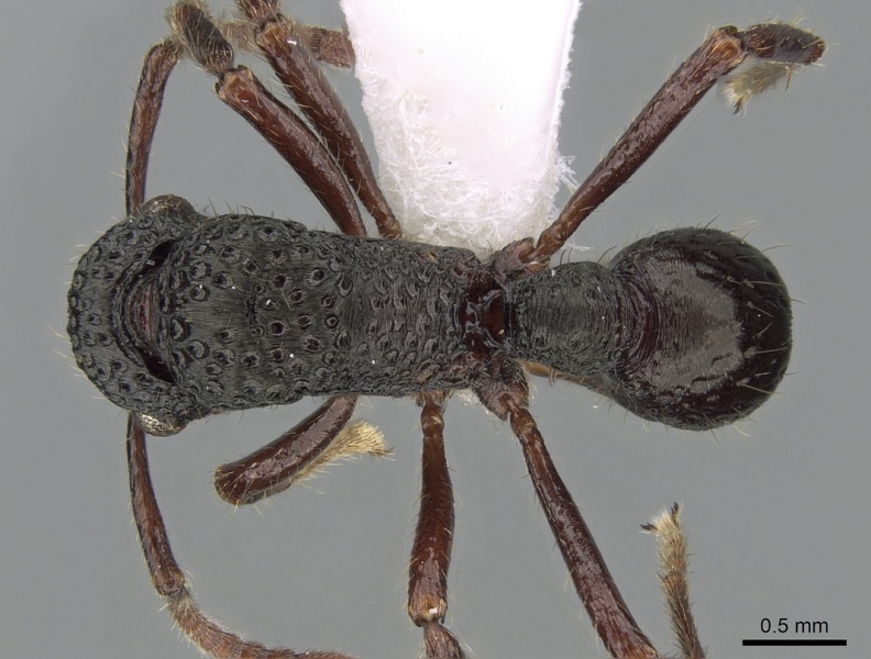 File:Gnamptogenys niuguinensis casent0281216 d 1 high.jpg