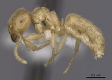 Lasius myops casent0280455 p 1 high.jpg