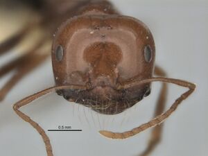 Melophorus cerasinoniger minor head ANIC32-900136.jpg