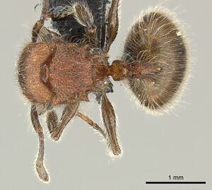 Meranoplus castaneus casent0270020 d 1 high.jpg