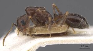 Monomorium santschii casent0913851 p 1 high.jpg