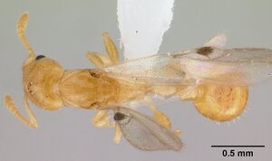 Nesomyrmex madecassus casent0421406 dorsal 1.jpg