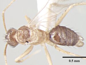 Nylanderia smythiesii d male.jpg