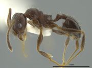 Pheidole coracina jtlc000016348 p 1 high.jpg