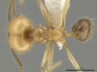 Pheidole indagarama CASENT0636566 d.jpg