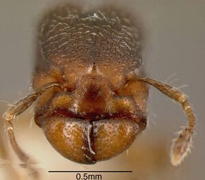 Pheidole truncula inbiocri001283920 h 2 high.jpg