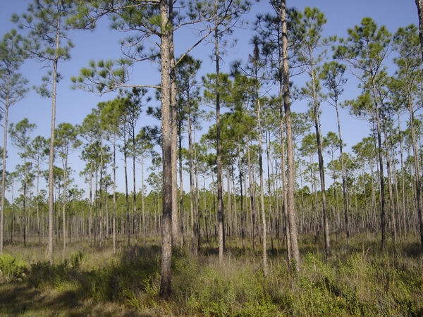 Ants Of The Apalachicola National Forests Pine Flatwoods Antwiki